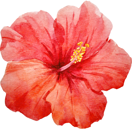 Watercolor hibiscus